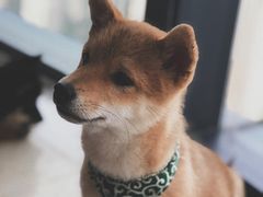 -柴犬小屋·柴餐厅·狗咖食堂(金鼎广场店)