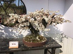 -香雪海