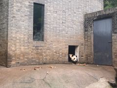 -都江堰中华大熊猫苑
