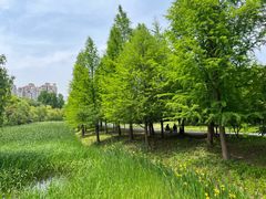 -昆山城市生态森林公园