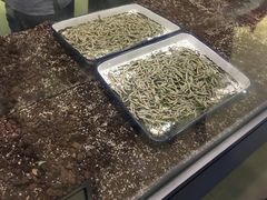 蝉蛹-上海昆虫博物馆