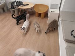 -有喵·猫咖·狗咖·30几只猫10只小狗(岗厦店)