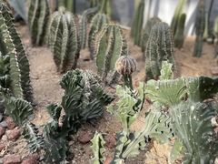 -郑州植物园