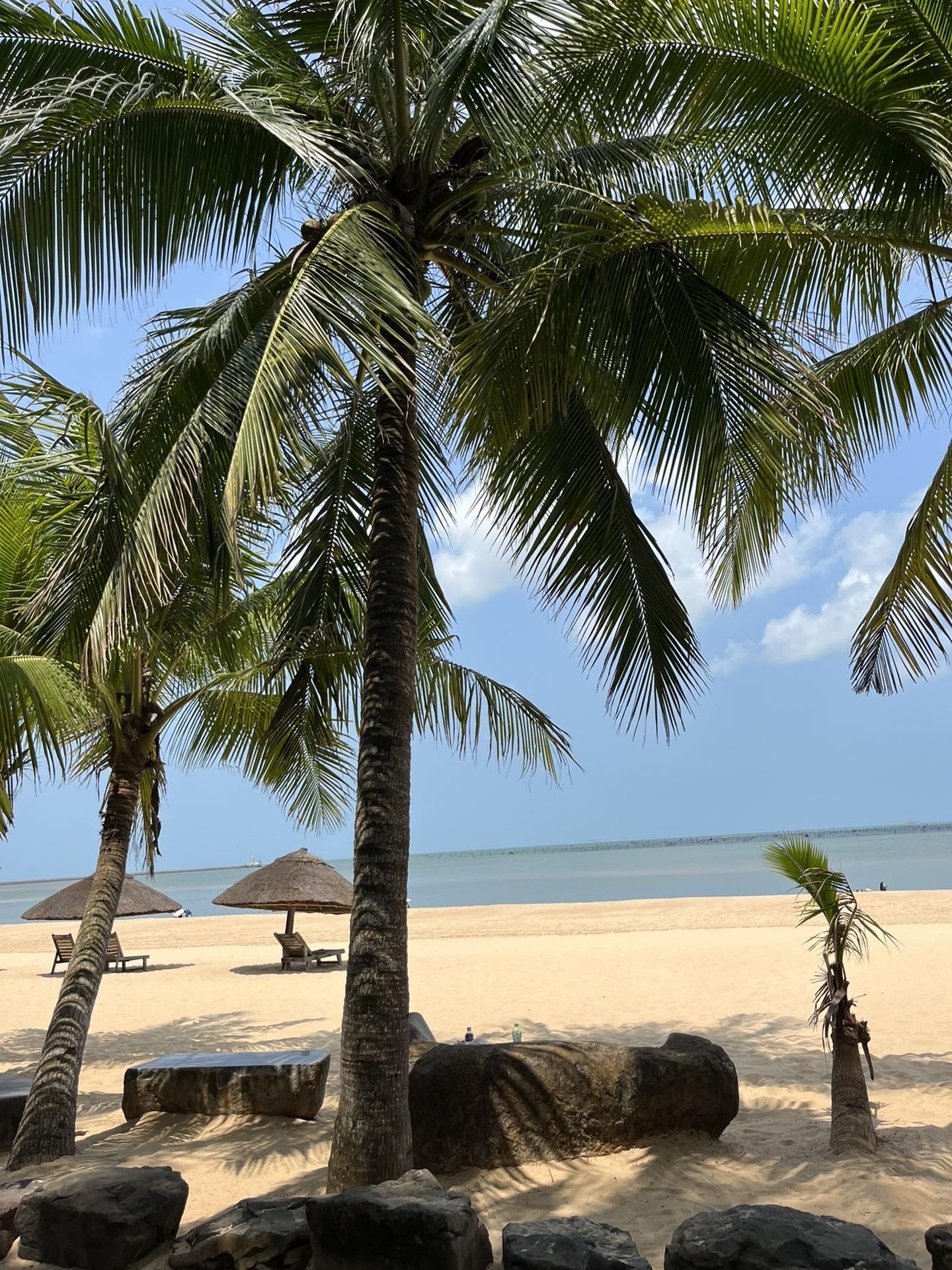 碧海蓝天☁️挂满椰子的果树?踩在细腻又软的沙子上\\n迎着