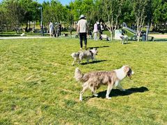 -爪吧宠物乐园 (温榆河示范区店)