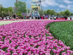 -荷兰花海