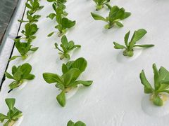 -兰陵国家农业公园