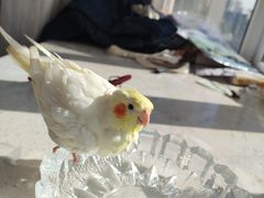 -青石桥花鸟鱼虫市场(叠翠城店)