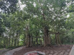 -中国科学院西双版纳热带植物园