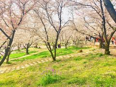 -苏州上方山国家森林公园