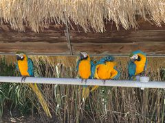 -西霞口神雕山野生动物世界