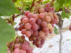 -金谷域澳洲庄园