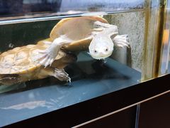 -灵龟之家百象馆(百象馆联合旗舰店)