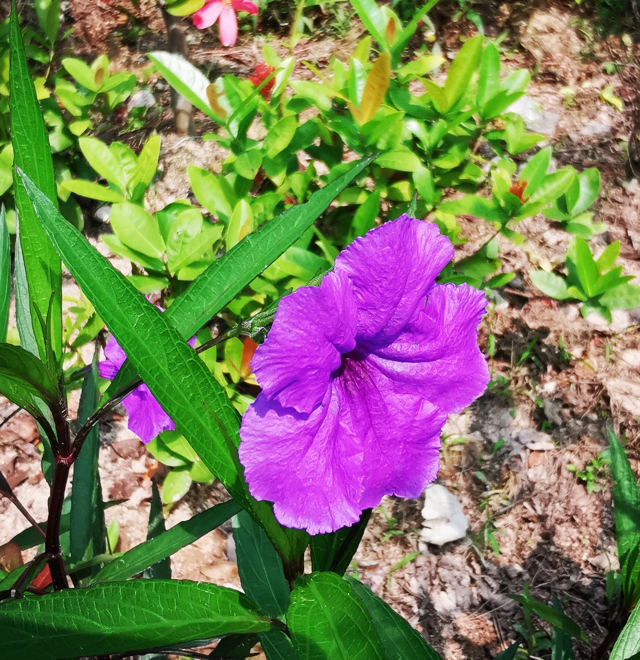紫色小花