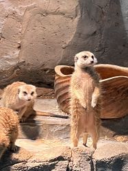 -Zoolung Zoolung动物主题公园(海信广场店)