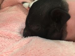 -浣熊柯尔鸭土拨鼠·电玩咖