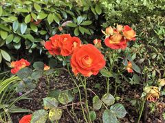 -徐家汇源景区-衡山公园