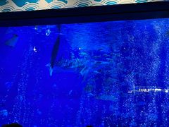 -烟台海昌鲸鲨海洋公园