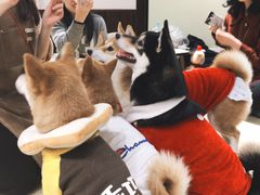 -逗柴咖啡屋·狗咖猫咖宠物桌游