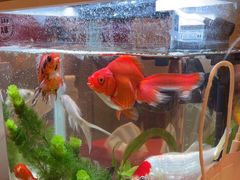 -海底捞火锅(武胜路凯德广场店)