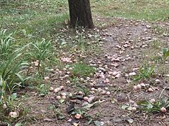 -四里河滨水生态公园