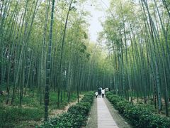 -大奇山国家森林公园