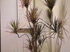 -谧境·爱SPA(春熙路店)
