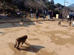 -岚山猴子公园