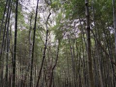 -上海佘山国家森林公园天马山园