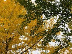 -北京西山国家森林公园