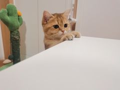 -猫十亿·布偶金渐层·曼基康矮脚猫舍(青年路店)