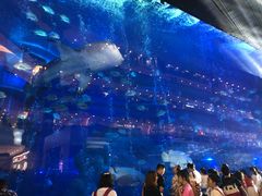 -成都浩海立方海洋公园