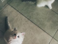 -Bastet sally猫舍购宠(静安店)