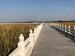 -呼兰河口湿地公园