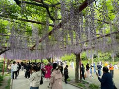 -嘉定紫藤园