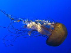 -太平洋海底世界