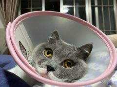 -美联众合动物医院(·中兽医·疑难杂症·严家桥分院)