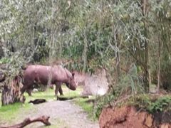 -奥兰多迪士尼动物王国乐园