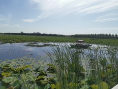 -呼兰河口湿地公园