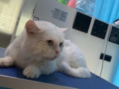 -福懋动物医院·犬猫全科·外科·重症科(杏林分院)