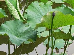 -东升八家郊野公园