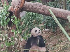 -成都动物园