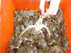 -阳澄湖大闸蟹·琼灵阁牌品牌连锁(吴中总店)