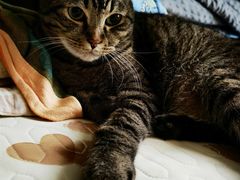 -纳吉亚猫专科动物诊疗中心(蒋宅口分院)