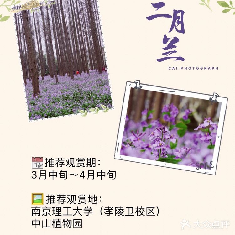 南京最全赏花地图🌸承包春天，有这份攻略就够了‼️