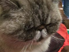 -猫色咖啡·猫咖