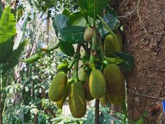 -中国科学院西双版纳热带植物园