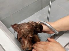 -宠福鑫康馨动物医院·骨科·眼科