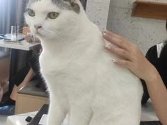 -喵园·猫主题咖啡厅·撸猫·猫咖(国贸店)