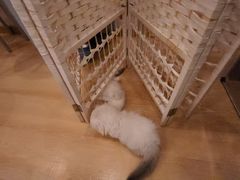 -猫咪派对(江南西店)